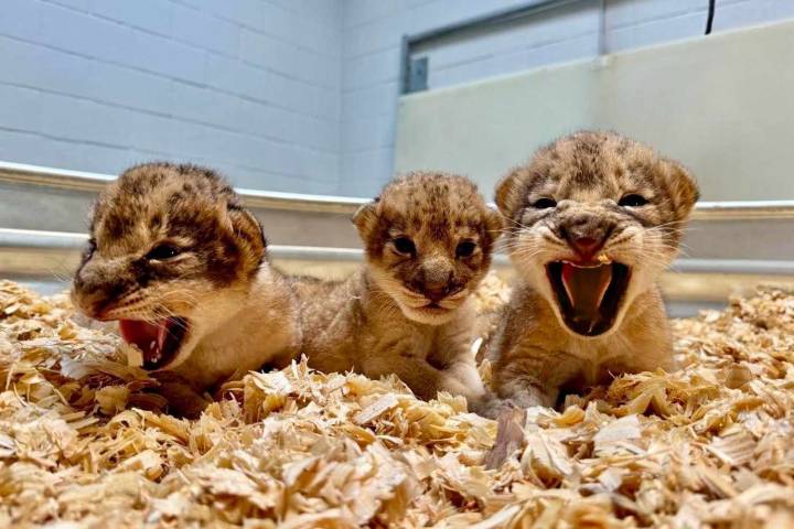 3 African Lion Cubs Born at Audubon Zoo ‘Is Vital’ to Survival of Species: Photos