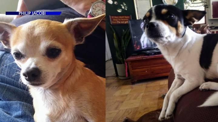 2 Adams County men battling terminal illness desperate to find dogs stolen in car theft