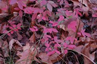 Northland Nature: Walking the AutWin woods