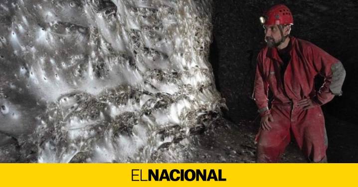 Una extraordinaria comunidad colonial de más de 110.000 arañas convive en la telaraña más grande del mundo