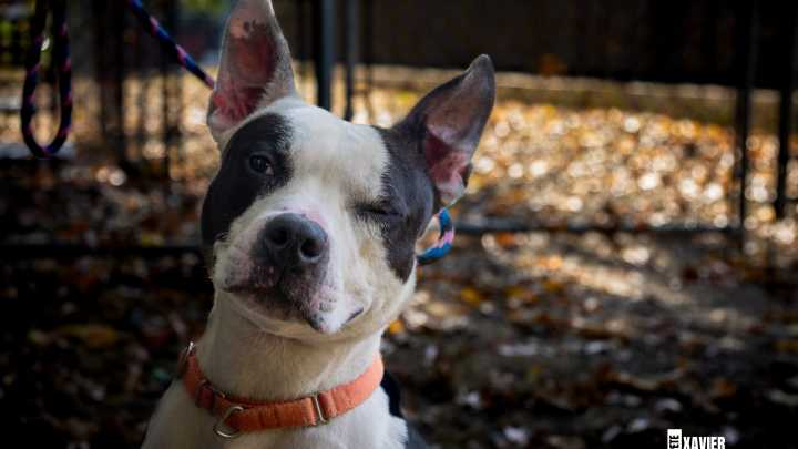 Local animal shelters, rescues are under strain. Here's how to help