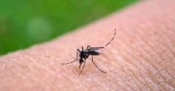 Sonora acumula mil 635 casos de dengue; Guaymas concentra más de la mitad