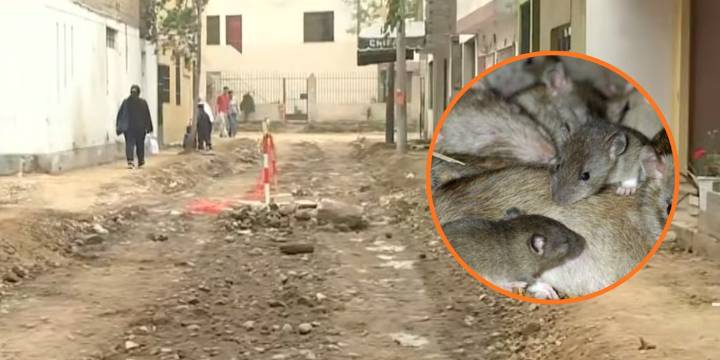 Vecinos de El Agustino viven entre ratas y malos olores tras el colapso del desagüe durante obras de pistas y veredas