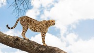MP News: South African Experts Take Stock Of Project Cheetah In Gandhi Sagar Sanctuary