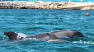 Crisis silenciosa en el mar: por qué los delfines del Atlántico están viviendo menos