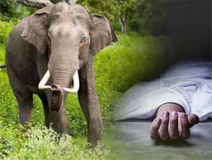 Madikeri: Labourer trampled to death by wild elephant