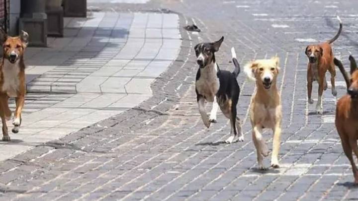 Supreme Court orders nationwide removal of stray dogs from public places amid rising bite incidents