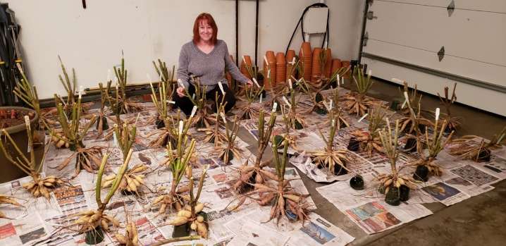 Why and how to overwinter dahlias and other tender bulbs in Northeast Ohio