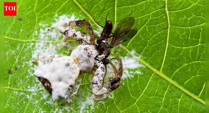 Meet the spiders that look and smell like bird poop: A strange trick for survival and hunting