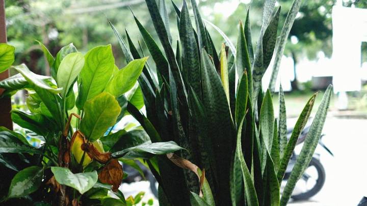 Lengua de suegra: la planta que purifica el aire y sobrevive a todo
