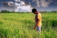 India among countries with highest yield loss due to human