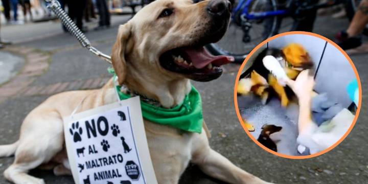 Tres perros fueron golpeados brutalmente por su cuidador en un ascensor: todo quedó en video
