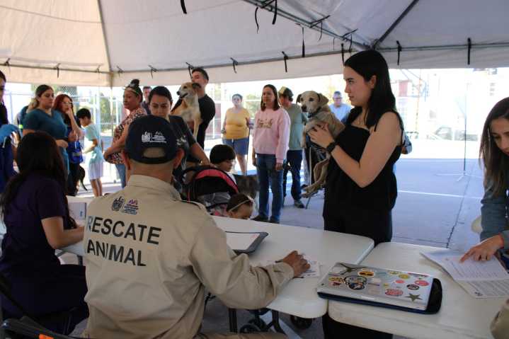 Más de 600 servicios de salud para perros y gatos brindó Municipio en colonia Bellavista
