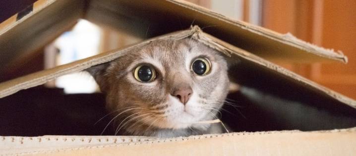 Mudanza con mascotas. Cómo evitar el estrés y acompañar en el proceso cuando cambian de casa