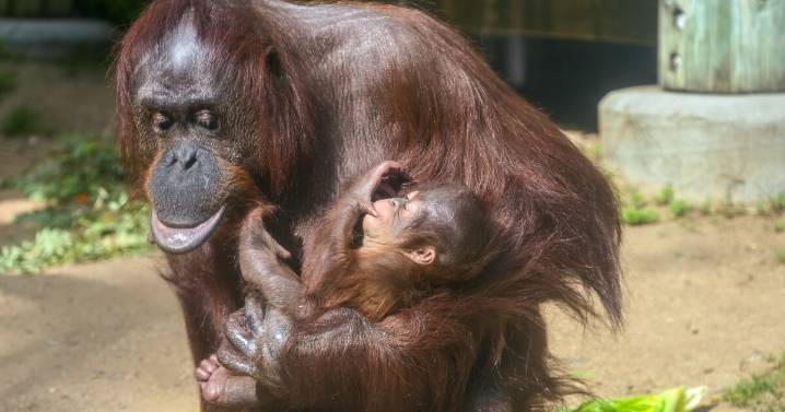 LA Zoo welcomes first baby orangutan in 15 years