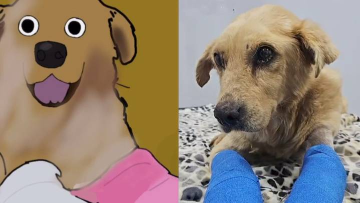 'Huesitos', realizan cortometraje a perrito que fue golpeado con una piedra mientras dormía
