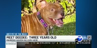 ABC7 Pet of the Week: Meet Dee Dee