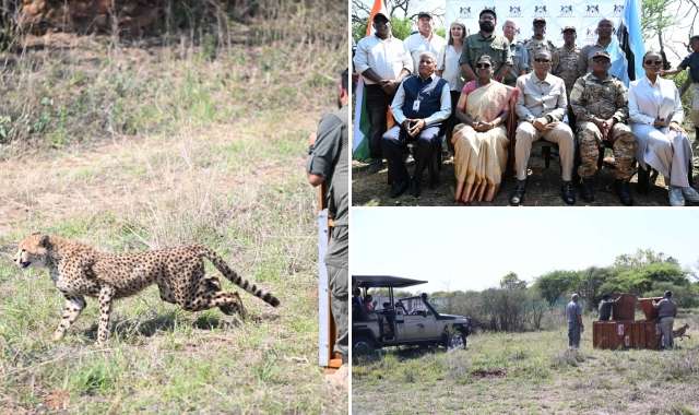 Botswana Gifts India Eight Cheetahs for Project Cheetah