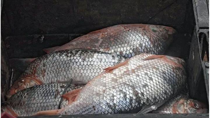 En los últimos cuatro años creció la exportación de sábalos, pese al bajo nivel del Paraná