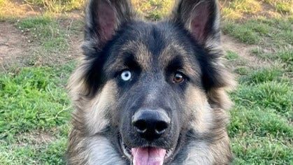 A German Shepherd mix, a mixed breed dog and two cats up for adoption