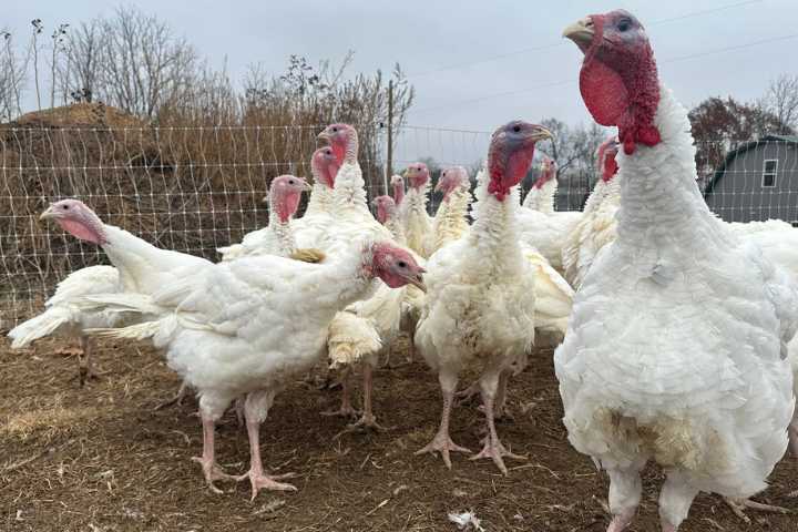 US turkey flock shrinks to a 40-year low as Thanksgiving costs soar