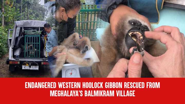 Endangered Western Hoolock Gibbon Rescued from Meghalaya’s Balmikram Village