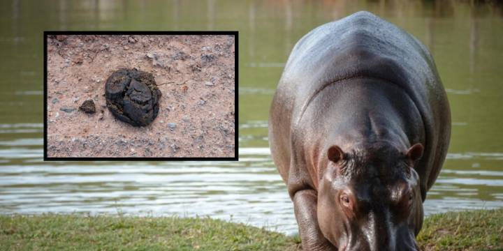 Excremento de los hipopótamos de Pablo Escobar puede generar hongos alucinógenos: “¿Es ilegal?”