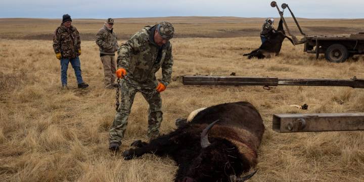Shutdown starvation was so bad that some Native American tribes killed the buffalo herds that they helped restore