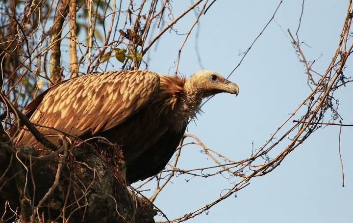 Vultures disappear from 72% of historical nesting sites, WII assessment reveals