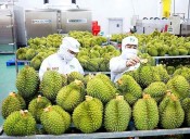 Valor de exportaciones agrícolas de Vietnam crece 15,5 por ciento