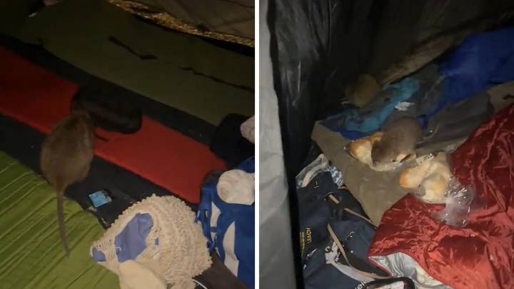 Campers on Rottnest Island left in shock after quokkas invade tent, eat food and poo on sleeping bags