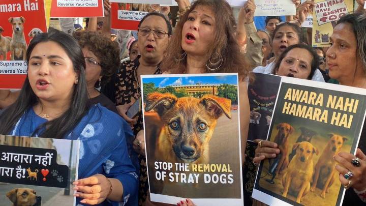In Pics: Animal lovers protest SC order to remove stray dogs from public spaces