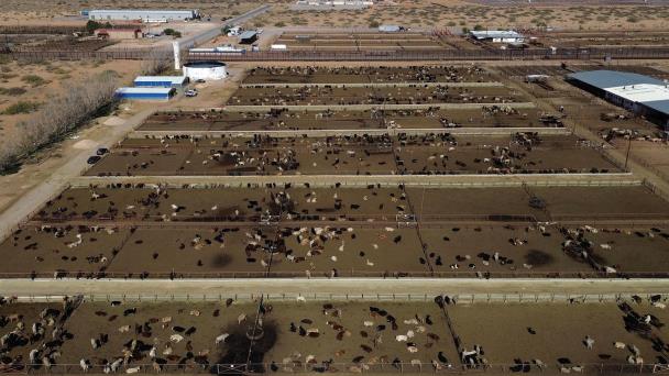 Detectan un caso de gusano barrenador en Jalisco; es importado y está aislado sin riesgo para el ganado local