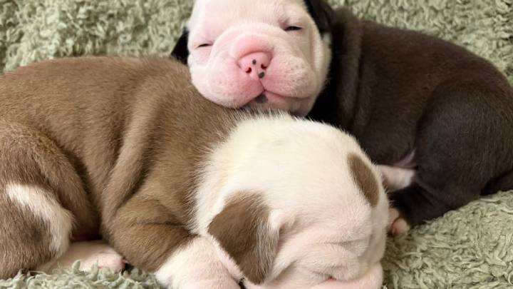 Heroic dog mum saves her adorable puppies from hammer attack