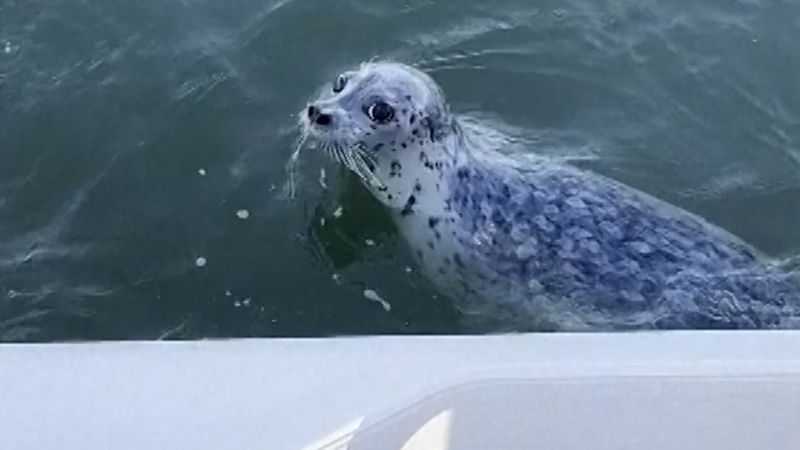 Seal jumps on boat to escape killer whales