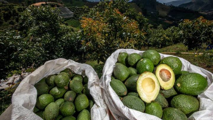 El aguacate Hass de Colombia reafirma su liderazgo sostenible en Territorio Aguacate 2025