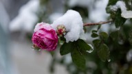 What To Do With Rose Bushes After The First Frost To Protect Them From Winter Damage