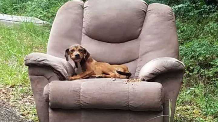 Mississippi Pup Found Guarding An Old Sofa Waits Faithfully For A Family That Never Returns