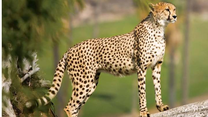 India To Get 8 Cheetahs From Botswana 'Project Cheetah'