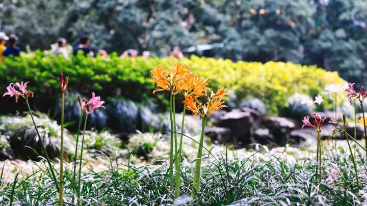 The Perennial To Plant In November For Golden Blooms & More Pollinators In Summer
