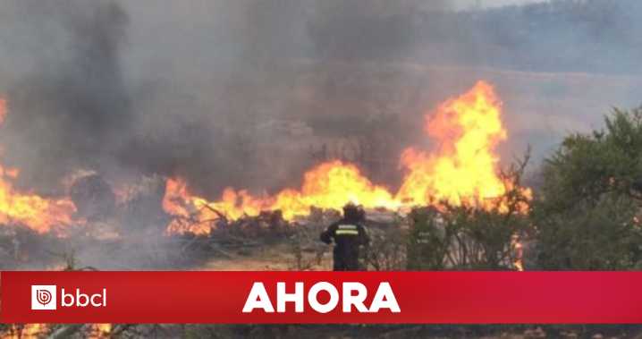 Incendio forestal avanza sin control en Alto Bío Bío: reportan 160 hectáreas arrasadas
