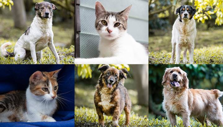 Medellín despide el año con adoptatón y llamado contra la pólvora