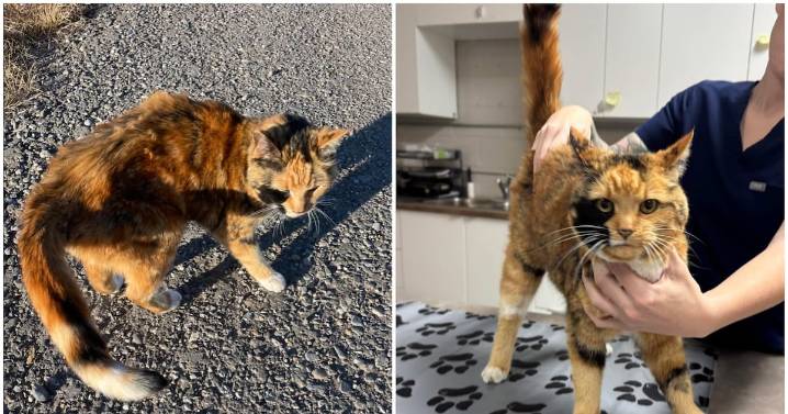 Calgary family reunited with cat missing for eight years