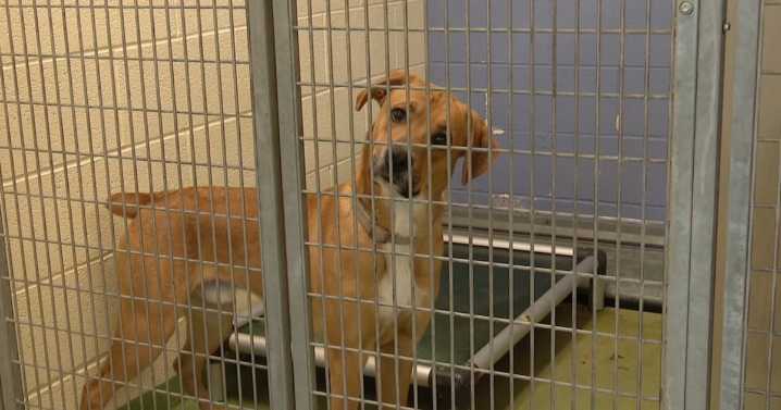 Helping shelter animals: Food, treats & comfort items needed in Murray drive