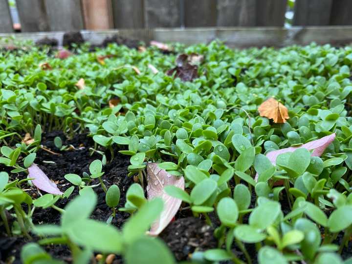 Oregon gardening in November: Your guide to planning, planting and more