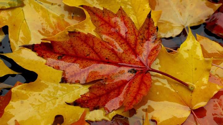 Why do only some leaves turn red in the fall? Scientists can't agree on an answer