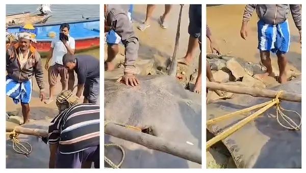 300kg Giant Stingray Pulled From Devi River Stuns Fishermen In Odisha