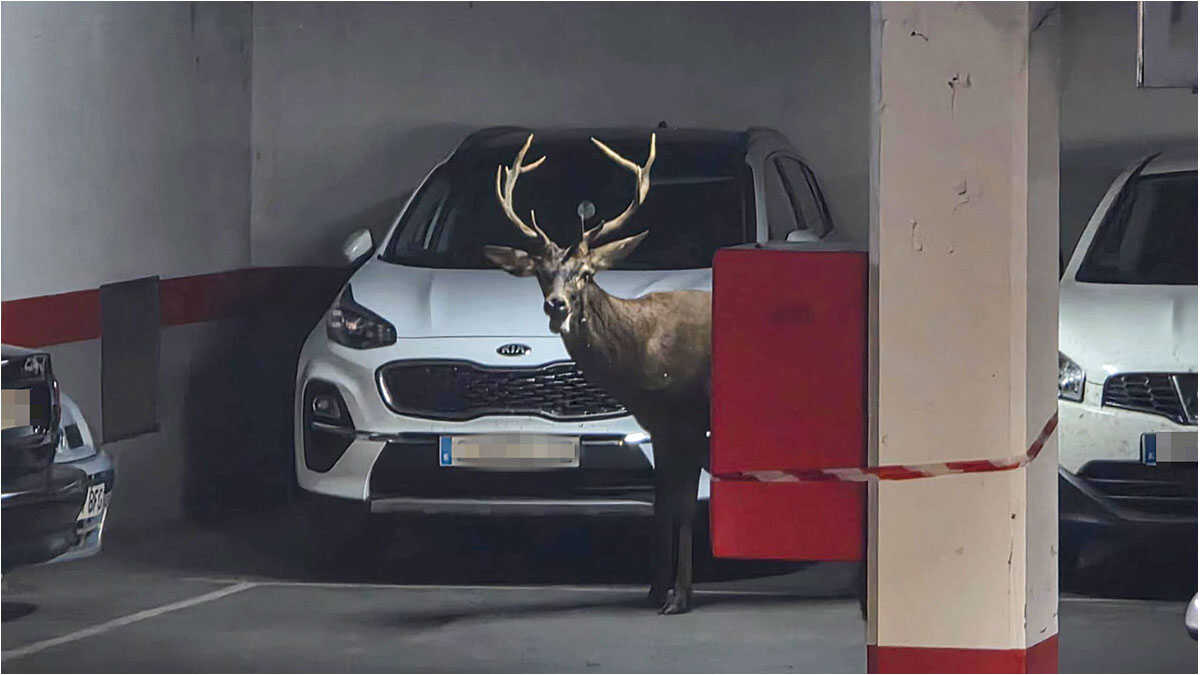 Insólito: Un ciervo desorientado pasa la tarde en un parquin subterráneo