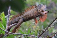 Florida Residents Warned to Watch for Falling Iguanas amid Cold Front