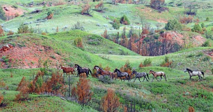 Reconstructed road opens grand views at Theodore Roosevelt National Park in North Dakota